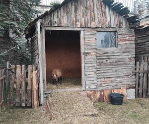 Zagajnik wielkanocny w Będzinie. Można go zobaczyć na Wzgórzu Zamkowym 