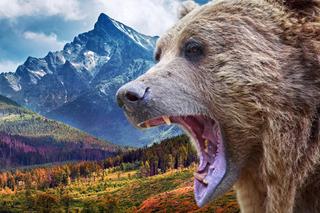 Kobieta zabita przez niedźwiedzia w Tatrach?! Zwierzę goniło 31-latkę i jej towarzysza