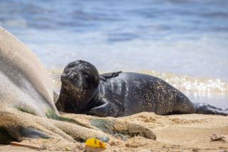 Szczenię foki na hawajskiej plaży 