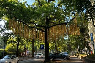 Złota wstążka w Gdańsku. Rusza akcja, która może uratować życie dziecka