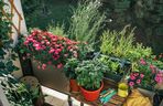 Balkon pełen ziół i kwiatów