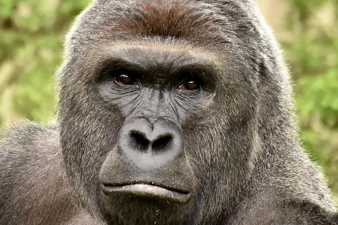 Harambe
