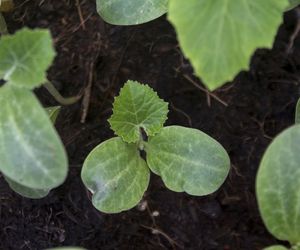 Obok jakich warzyw można uprawiać dynię? 