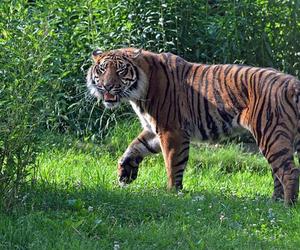 Tygrys rozszarpał swojego opiekuna. Wstrząsające okoliczności koszmaru w zoo 