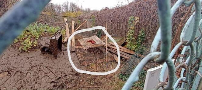 Mieszkańcy Targówka zrobili wyspę dla kaczek, urzędnicy wyrzucili ją w błoto
