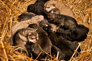 Mika urodziła 16-sto raczki