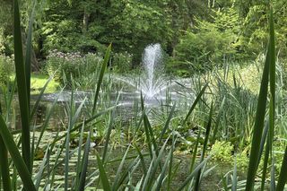 Letni spacer w zielonym sercu Bydgoszczy. Ogród Botaniczny UKW zaprasza!