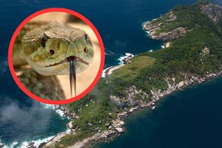 Ilha da Queimada Grande (Wyspa Węży) - Brazylia