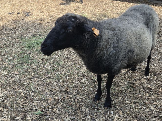 Zaglądamy do mieszkańców bydgoskiego ZOO. Kto mieszka w sercu Myślęcinka?