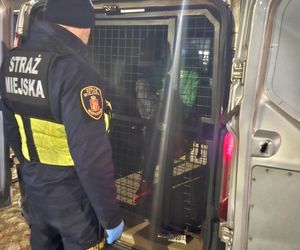 Z kradzionym motocyklem i kasetką z pieniędzmi. Strażnicy miejscy udaremnili zuchwałą kradzież