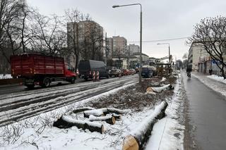 Wycinka drzew w Pruszkowie 