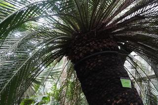 Palmiarnia w Poznaniu