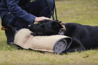  W lesie, między muzealnymi sprzętami rodem z PRL-u, a nawet w samolocie. Tak się szkolą policyjne psy [GALERIA]