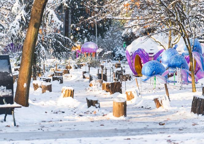 Zima w zoo we Wrocławiu. Zobacz, jak zwierzaki radzą sobie w chłodne dni 