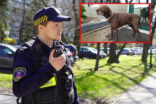 Poruszająca historia z Krakowa. Pies pokonał kilkadziesiąt kilometrów, aby odnaleźć właścicieli