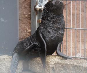 Najmłodszy kotik we wrocławskim zoo otrzymał imię Alfie