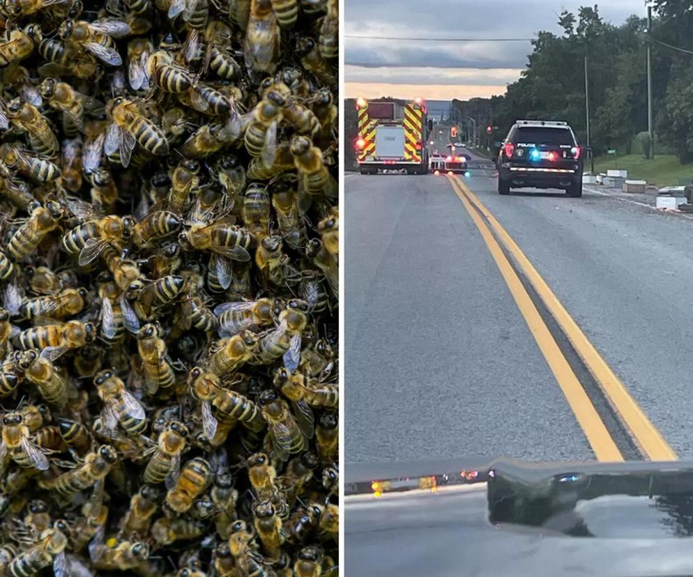 Horror. 5 milionów pszczół spadło z TIRa na autostradę. Apel do kierowców! 