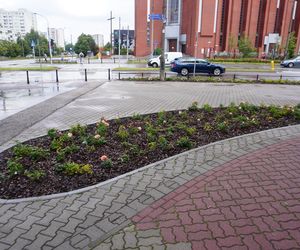 Kontrowersyjny skwerek na Ursynowie latem 2025