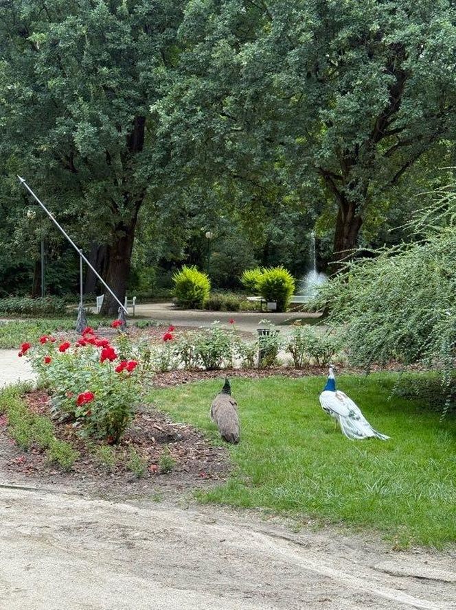 Stado pawi w Ogrodzie Saskim w Lublinie się powiększyło!