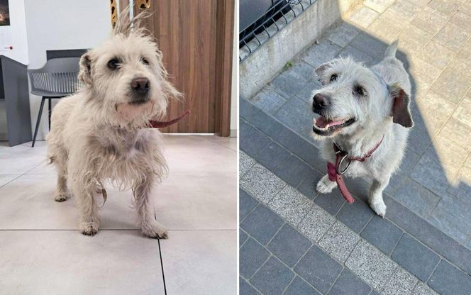  „Brudny i zaniedbany”. Kto przywiązał psa do drzewa? Policja pilnie szuka sprawcy