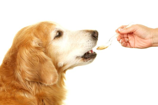 Odrobaczanie psa: czy robaki u psa są groźne dla czowieka?