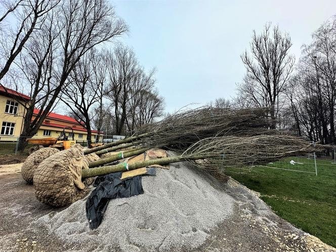 Park Ogród Płaszów się rozrasta. Wkrótce zazielenią się nowe drzewa