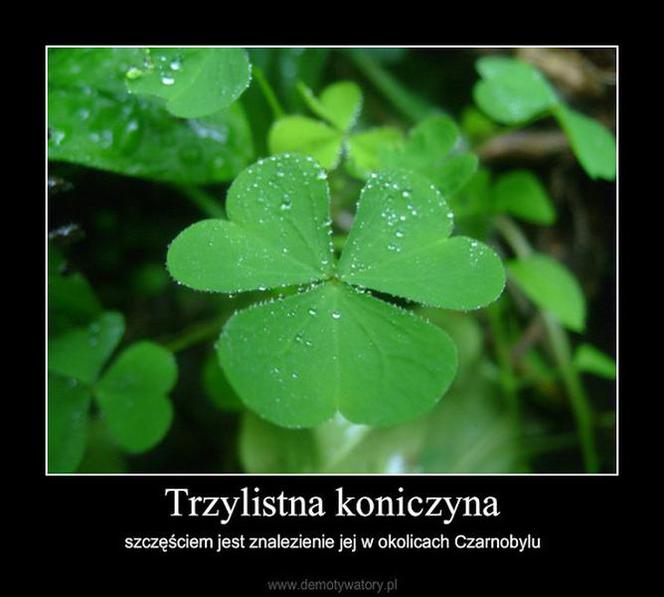 Dzień Świętego Patryka 