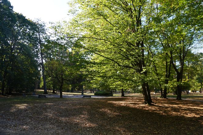 Park Konstytucji 3 Maja