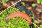 Jak pozbyć się ślimaków z ogrodu? Jakie rośliny odstraszają ślimaki? 