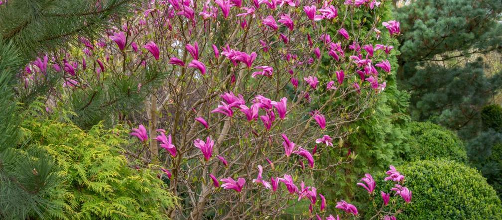 Magnolia 'Susan'