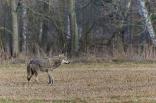 Nadleśniczy uchwycił przepięknego wilka w wielkopolskich lasach
