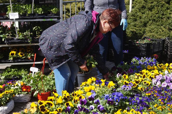 Wiosenny Kiermasz Ogrodniczy w Bydgoszczy [ZDJĘCIA]