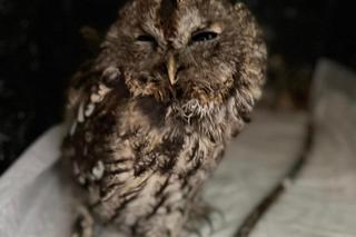 Sowa Sigma uszkodziła oko [GALERIA]