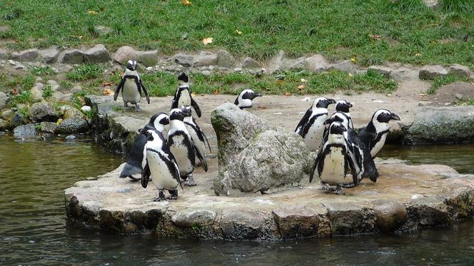 7 najlepszych ogrodów zoologicznych w Polsce. Przygotowaliśmy ranking!