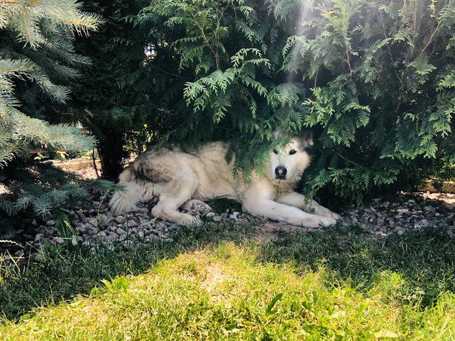 Wielichowska wyczesała psa na maksa
