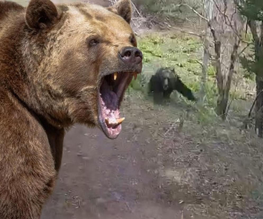 Niedźwiedź zaatakował ich w aucie! Film mrozi krew w żyłach