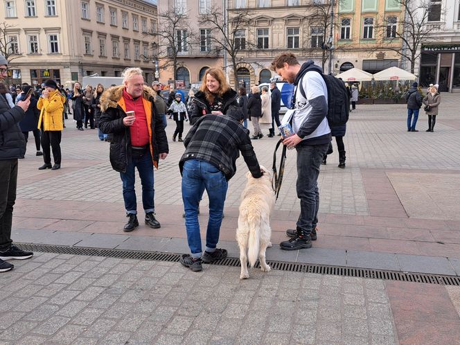 33. Finał WOŚP z grupą krakowskich Golden Retrieverów