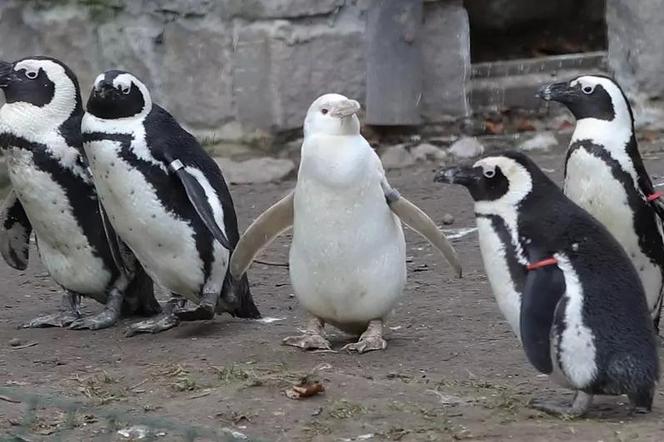 Pingwin z Gdańska najpopularniejszy na świecie! Kokosanka została okrzyknięte pingwinem roku! 