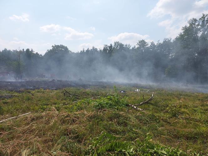 Pożar lasu koło Piotrkowa Trybunalskiego