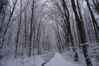 To miejsce zimą przypomina Narnię. Las Zwierzyniecki znajduje się w sercu Białegostoku [ZDJĘCIA]
