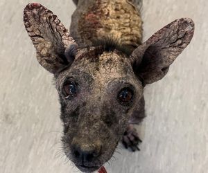 Studentka prawa nie pomogła psu