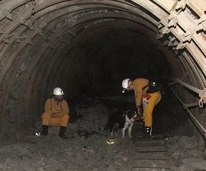 JSW: w kopalni Pniówek pierwsze szkolenie psów ratowniczych