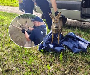 Policjanci uratowali tonącą sarenkę