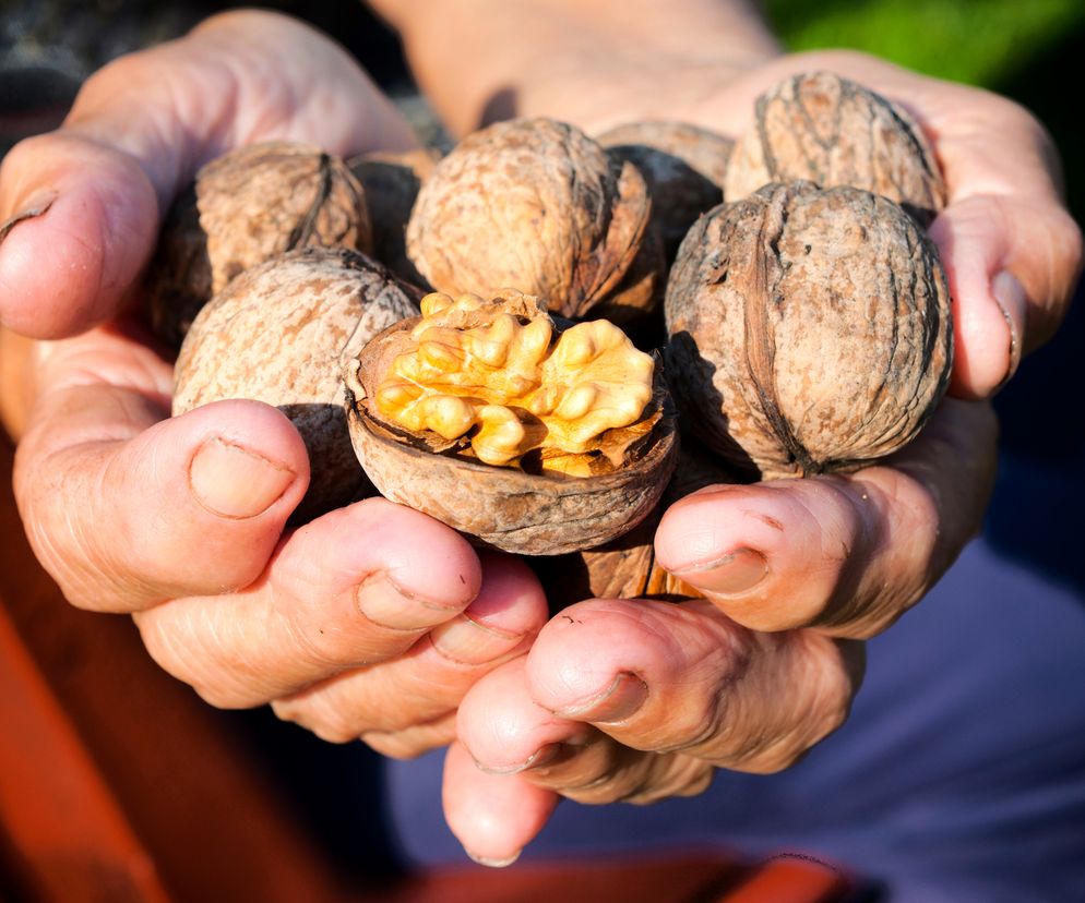 Czym wyczyścić dłonie zabrudzone orzechami włoskimi?