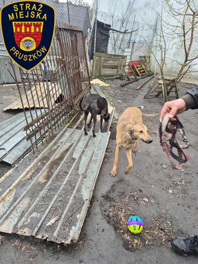 Dramat w Pruszkowie. Przetrzymywał zwierzęta w skandalicznych warunkach. Właściciel próbował się ich pozbyć