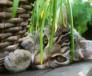 Jakie rośliny są trujące dla kota? Zobacz w zestawieniu: 
