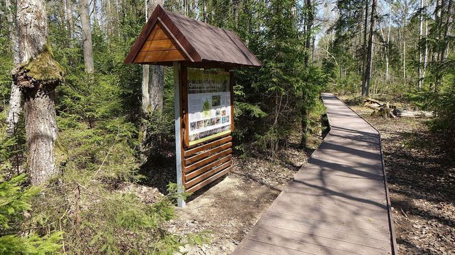 Na Podlasiu leży największy park narodowy w Polsce. Te jego atrakcje przyciągają jak magnes!