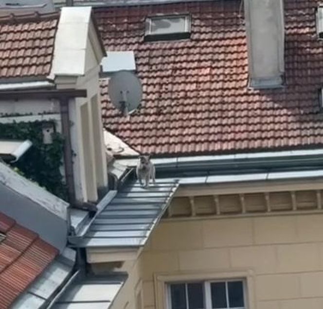 Pies uratowany z dachu kamienicy w Warszawie. Bohaterska akcja strażaków