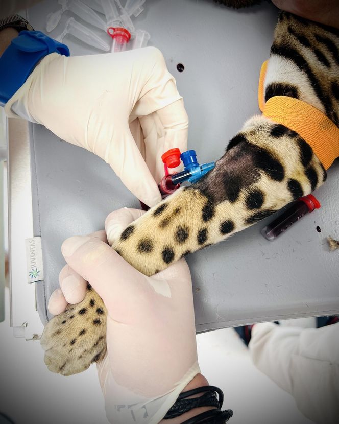 Dziki kot u weterynarza.