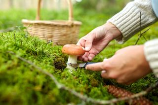 Jak zbierać grzyby? Tym sposobem zapełnisz cały koszyk!
